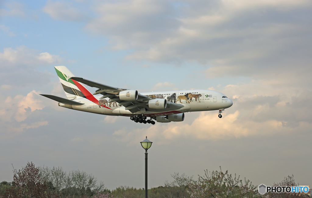 「すかい」エミレーツ特別塗装A380動物愛護A6-EEQ到着