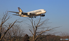 今年のさくらの山は、「桜の木・枝打ち」されました！