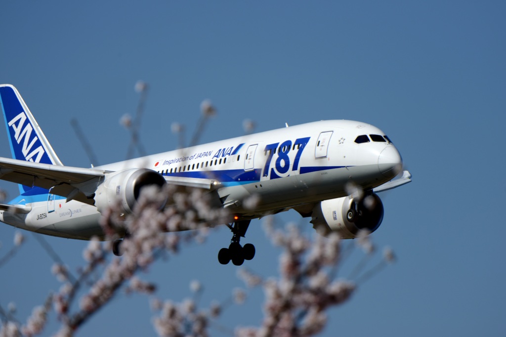 ☆☆　桜　咲いた　☆