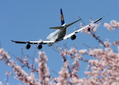 ☆　ジャンボな桜　☆