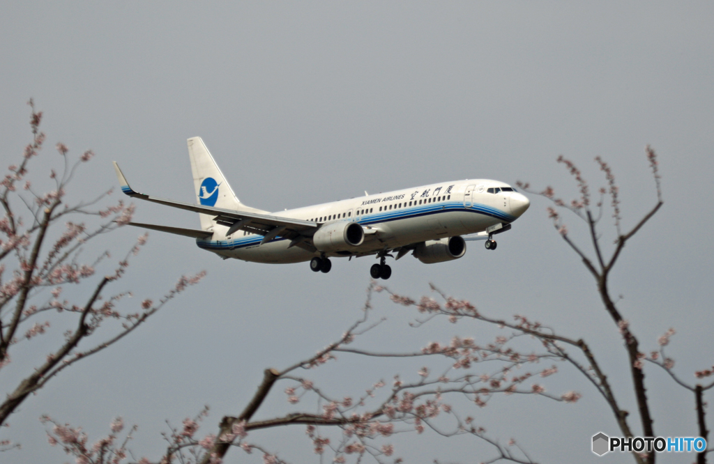 「さくら」 Xiamen 737