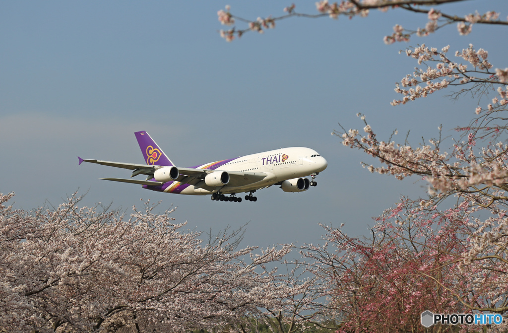「さくら」 + Thai A380-841