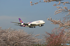 「さくら」 + Thai A380-841