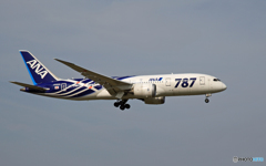 着陸 ANA 787-8 JA802A サバ2塗装