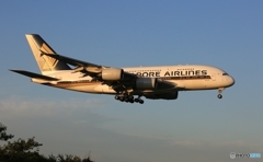 着陸　Singapore A380-841 