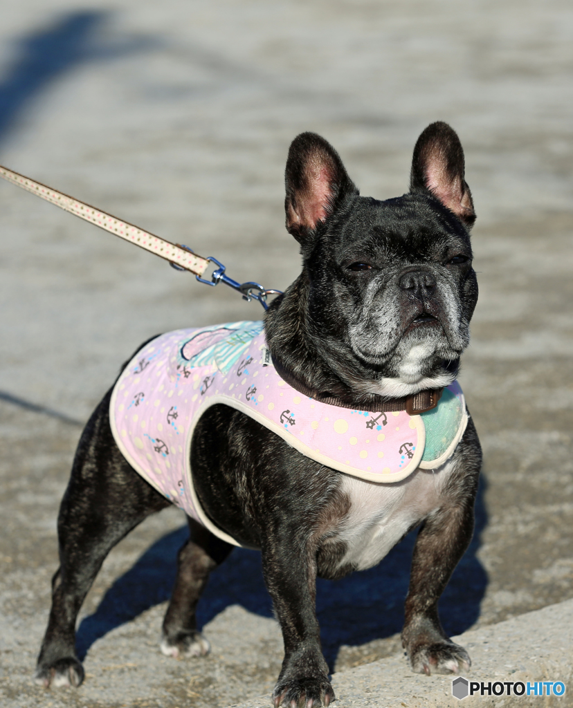 ☮休憩ﾀｲﾑ(490) 　犬・　綺麗に撮ってクレヨン？