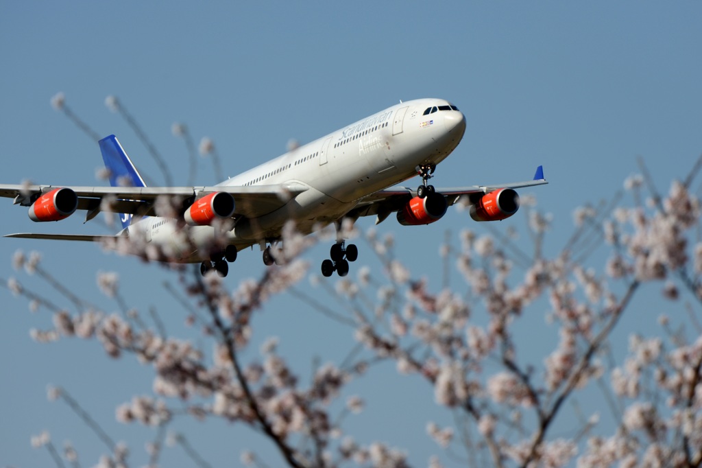 ☆☆　桜の中に　☆☆