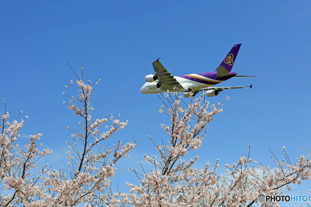 ✈ 「さくら」  と  「大きな鯉のぼり」 ✈