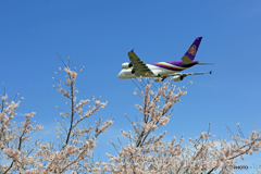 ✈ 「さくら」  と  「大きな鯉のぼり」 ✈