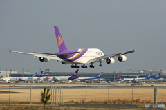 「スカイ」 Thai A380-841 HS-TUE 着地前 「スカイ」 Thai A380-841 HS-TUE 着地前