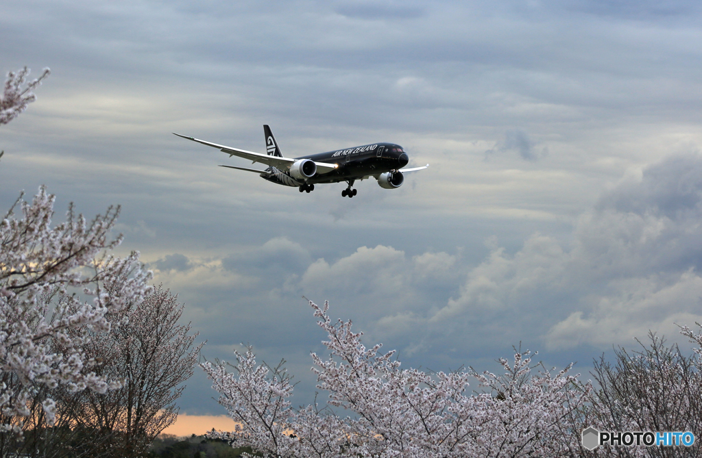 「スカイ」Air NZ'「All Blacks」B787-9 ZK-NZE到着