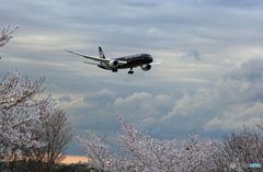 「スカイ」Air NZ'「All Blacks」B787-9 ZK-NZE到着 「スカイ」Air NZ'「All Blacks」B787-9 ZK-NZE到着