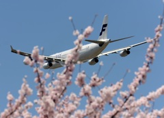 ☆　桜まみれ　☆