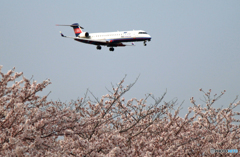 「SAKURA」　と　「IBEX」