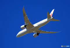 「空色」 JAL 787-8 JA842J
