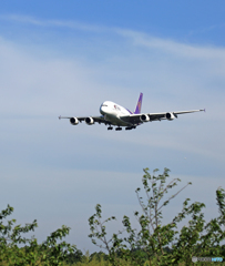 THAI A380-841 着地前 