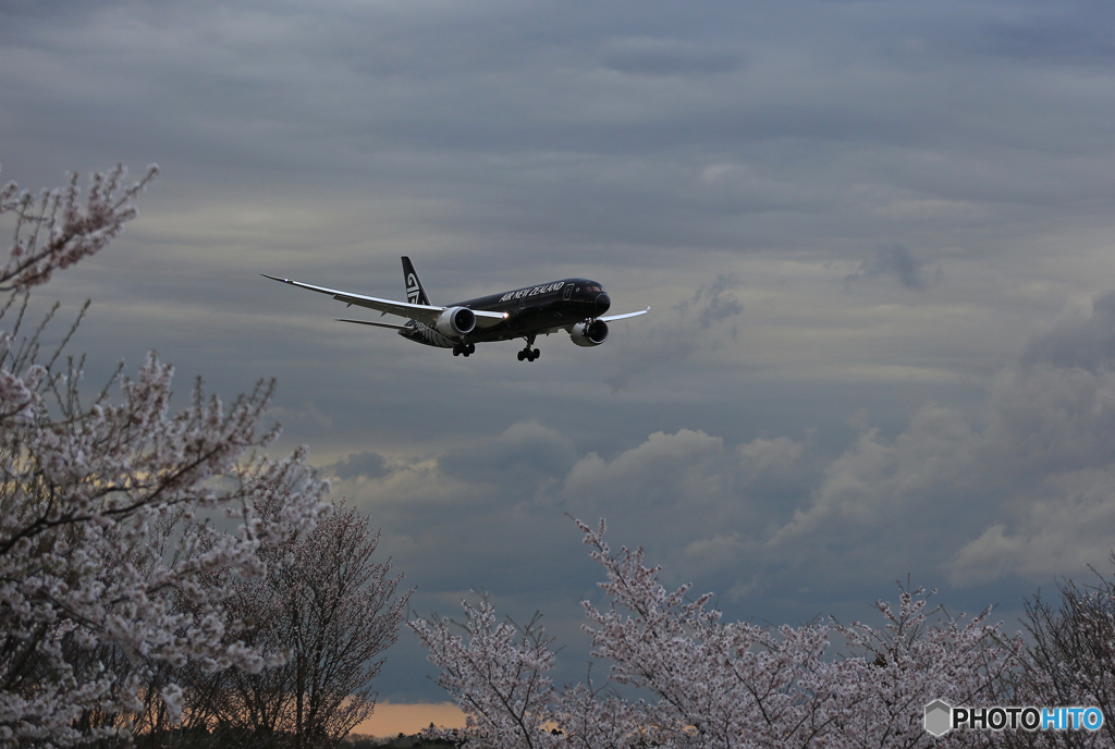 「さくら」と  Air NZ'「All Blacks」 B787-9 