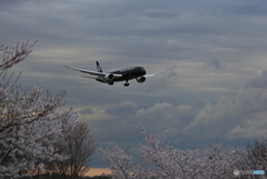 「さくら」と  Air NZ'「All Blacks」 B787-9 