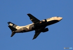 出発 Aurora/オーロラ航空 B737-5L9 RA-73002