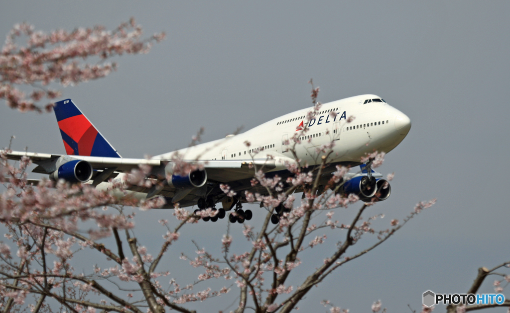 「７４７ジャンボ機」　と　「桜」