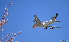 Singapore A380-841 9V-SKI  [sakura]