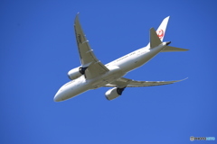 「ぶるー」 JAL 787-8 JA839J飛び立ち 