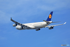 飛び立ち Lufthansa A340-313 D-AIGO