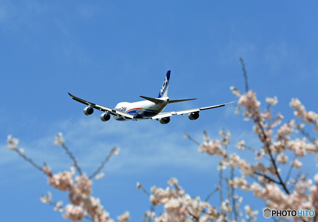「さくら」 と  ✈「日本のジャンボ機」✈
