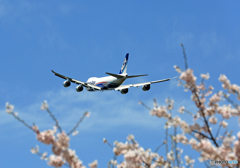 「さくら」 と  ✈「日本のジャンボ機」✈