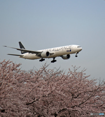 「ANA STAR」  と  「SAKURA」