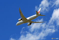 「青が大好き」 JAL 787-8 JA845J 飛び立ち