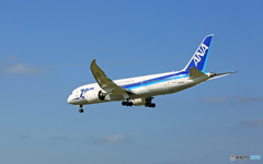 「青空」 ANA 787-8 JA805A