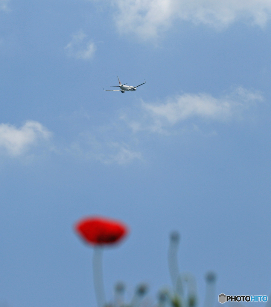 飛行機にポピ～♪♪ 飛び立ち 