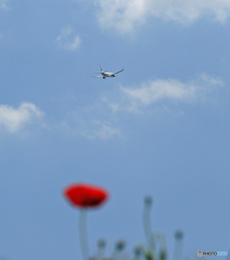 飛行機にポピ～♪♪ 飛び立ち 