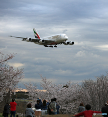 ✈わあぁ 来た～　✈エミレーツ航空A380