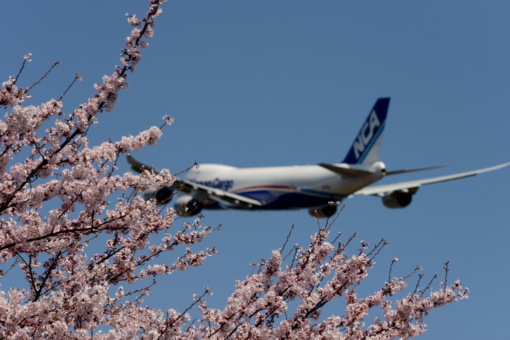 ☆☆　花見して来ました　☆☆