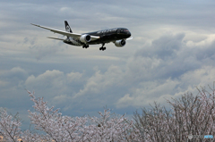 ☮ 「☁さ く ら」 と 「☁All Blacks」 ☮