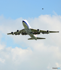 鳥と離陸CHINA 747-400 B-18205ジャンボ保存委員会