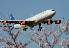 ☆☆　花見して来ました　☆☆