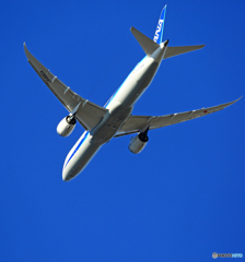 「ぶるー」 ANA 787-9 JA880A