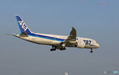 ANA 787-8 JA806A[青い空]　