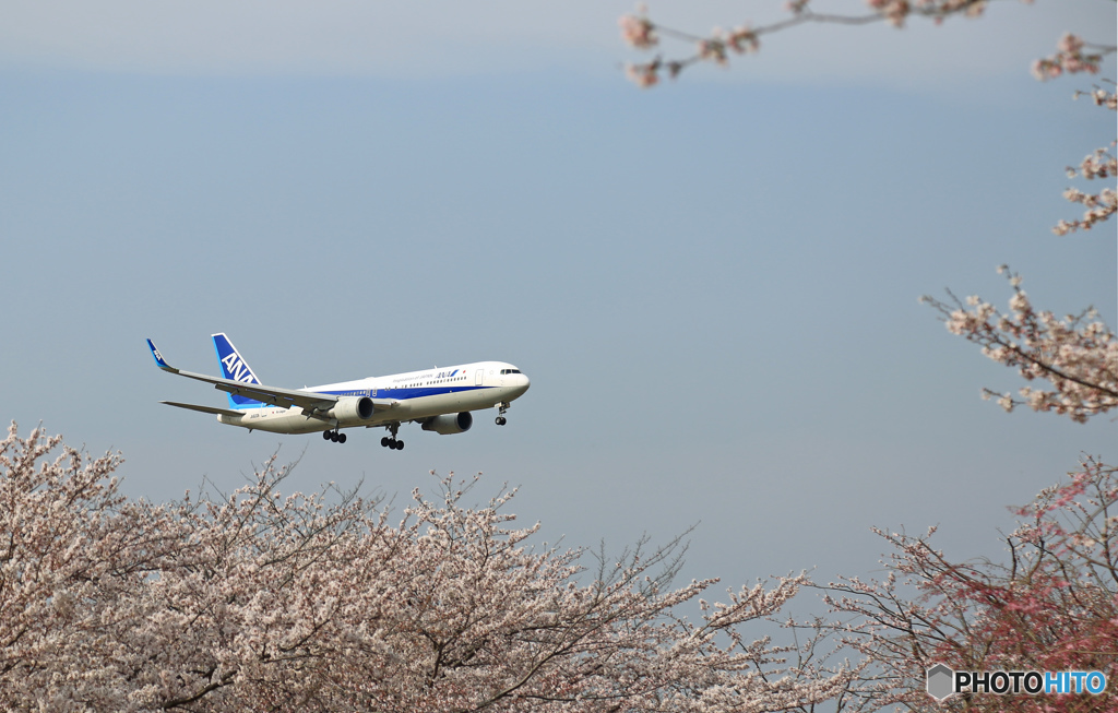 ANA 767-381 「さくら」