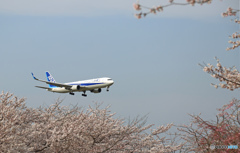 ANA 767-381 「さくら」