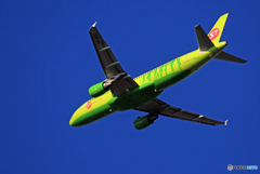 「スカイ」 S7 A320-214 VQ-BRC ☀