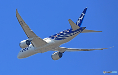 ANA B787-8 JA802A[サバ塗装2号機]綺麗に撮れました!