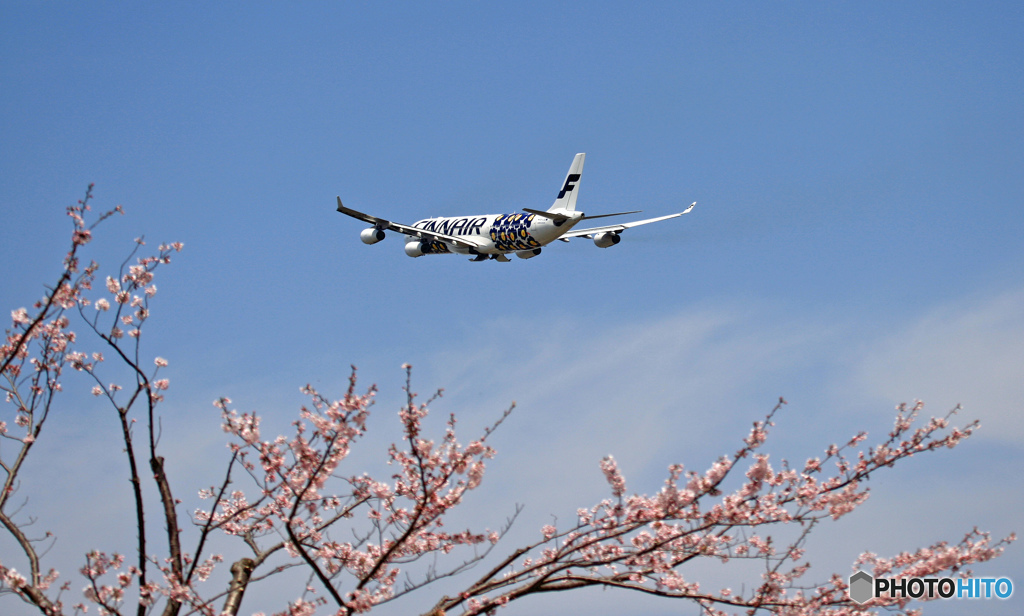 「マリメッコ ウニッコ」 　と　「さくら」