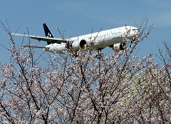 ☆☆　花見して来ました　☆☆