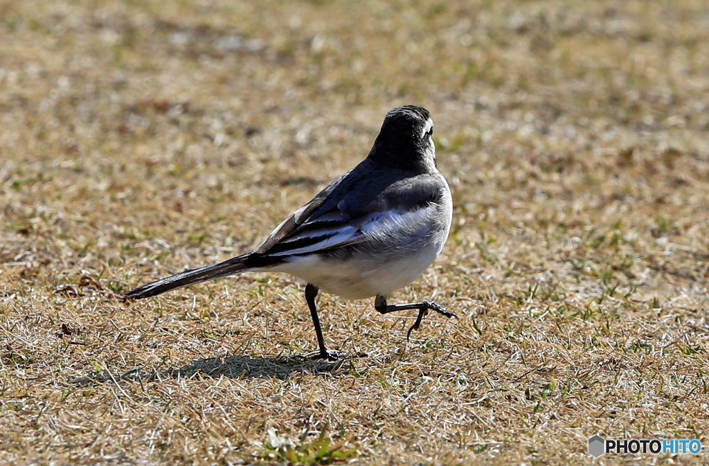 ☮休憩ﾀｲﾑ(330)　片足上げて、なんの鳥？
