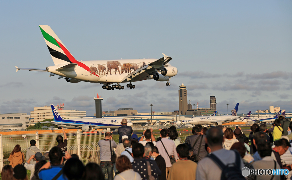 「青空」 Emirates A380-861 動物愛護機と 着陸