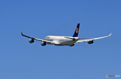 　[青い空]Lufthansa A340-313 D-AIFD離陸